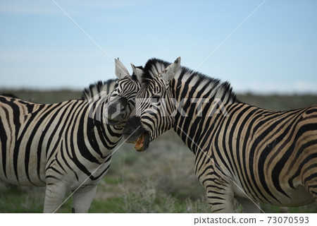 Namibian zebra good friends Namibian zebra good friends 73070593