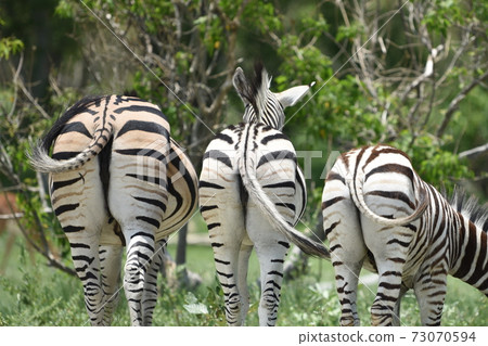 博茨瓦納喬貝國家公園和島沼的屁股 73070594