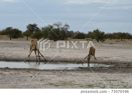 Giraffe parent and child in Etosha National Park 73070596