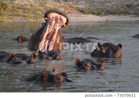 Hippo breakfast Etosha National Park 73070631