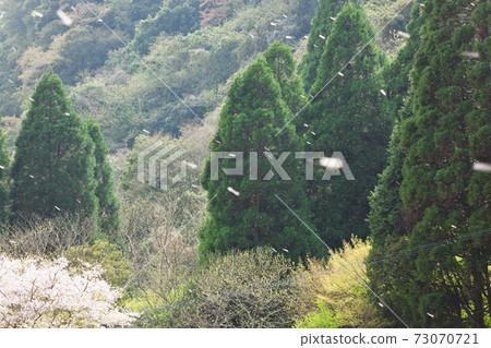 Iriki Kiyoura大壩周圍的櫻花和暴風雪 Iriki Kiyoura大壩周圍的櫻花和暴風雪 73070721
