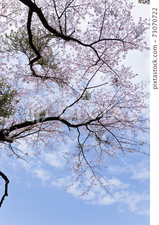 Iriki Kiyoura大壩周圍的櫻花 Iriki Kiyoura大壩周圍的櫻花 73070722