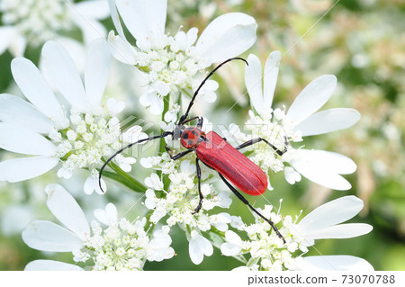 貝尼卡Mikiri棲息在奧雷亞花上 貝尼卡Mikiri棲息在奧雷亞花上 73070788