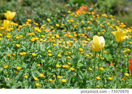鬱金香和花園 73070970