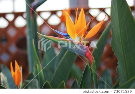 One bird of paradise flower Strelitzia 73071589