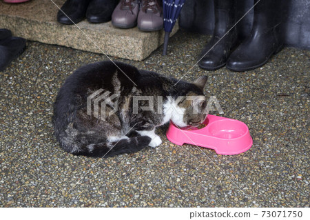 Calico cat eating food Calico cat eating food 73071750