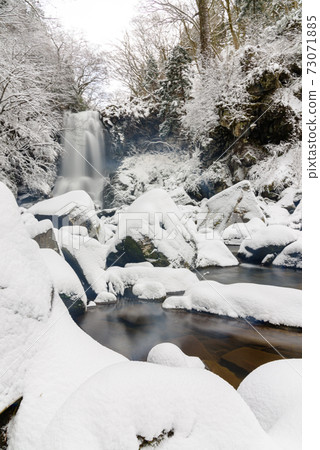 銀的納索的白rat 73071885