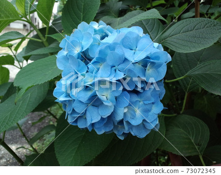 Hydrangea blooming along Tamagawa Josui Hydrangea blooming along Tamagawa Josui 73072345