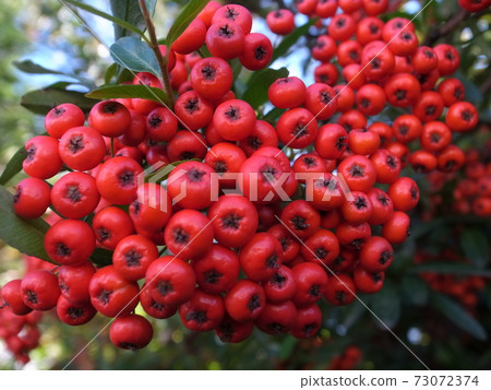 火棘掃描 火棘掃描 73072374