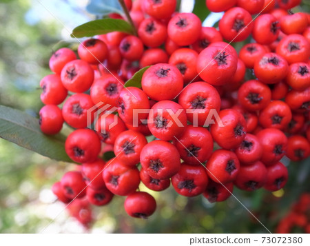 Pirakansasu 73072380