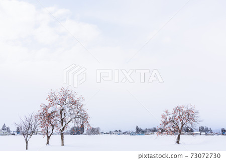 多雪的領域柿樹 73072730