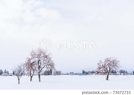 多雪的領域柿樹 73072733