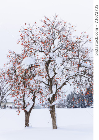 Persimmon tree of snowy field Persimmon tree of snowy field 73072735
