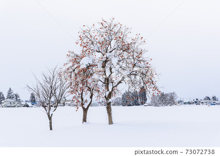 Persimmon tree of snowy field Persimmon tree of snowy field 73072738