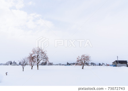 Persimmon tree of snowy field Persimmon tree of snowy field 73072743