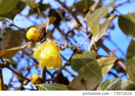 Japanese allspice (Japanese allspice) begins to bloom Japanese allspice (Japanese allspice) begins to bloom 73072828