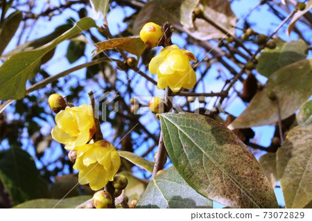 Japanese allspice (Japanese allspice) begins to bloom 73072829