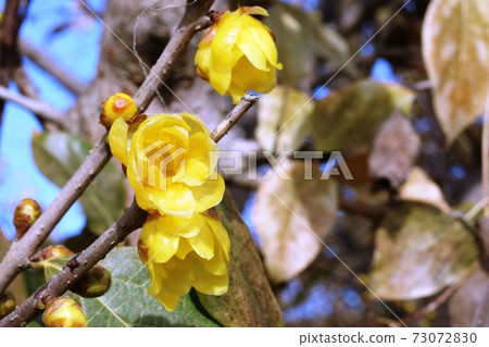 Japanese allspice (Japanese allspice) begins to bloom Japanese allspice (Japanese allspice) begins to bloom 73072830