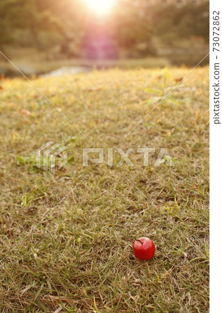 草坪蘋果1 73072862