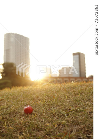 Lawn apple 2 73072863