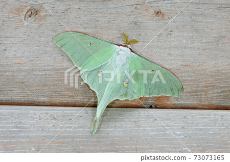 Male Onagamizu Ao (Shiretoko, Hokkaido) 73073165