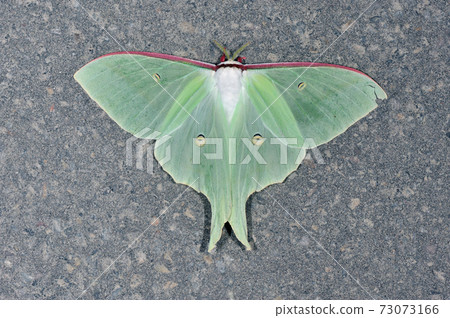 Female Onagamizuao (Shiretoko, Hokkaido) 73073166