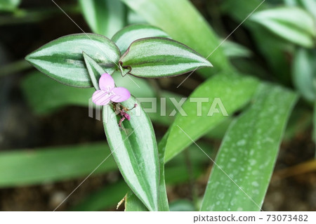 初冬時光盛開的島村塚Tsu（條紋的紫色露水草） 73073482