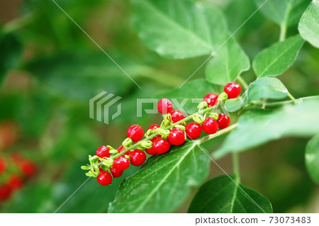 Bright red juzu coral (beaded coral) fruit that shines brightly 73073483