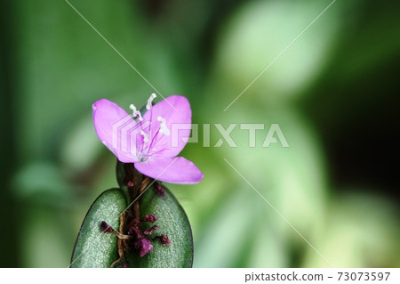 初冬時光盛開的島村塚Tsu(條紋的紫色露水草) 初冬時光盛開的島村塚Tsu(條紋的紫色露水草) 73073597