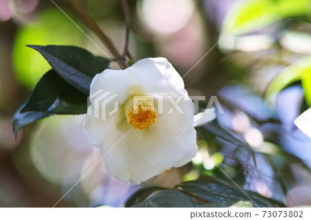 One white camellia One white camellia 73073802