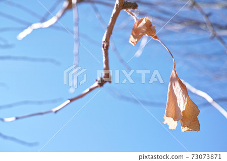 冬季圖像銀杏葉 73073871