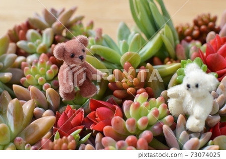 Teddy bear sitting in a colorful succulent plant 73074025