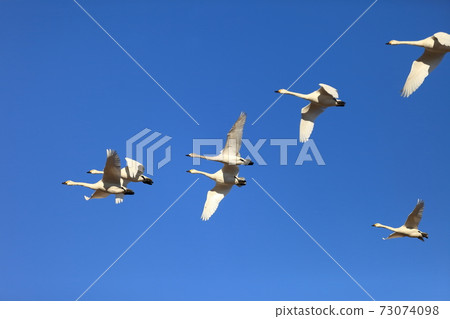 A row of swans 73074098