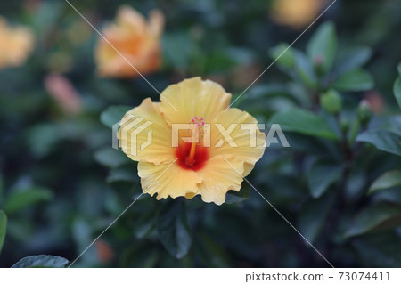 a Hibiscus flower with nature back ground a Hibiscus flower with nature back ground 73074411