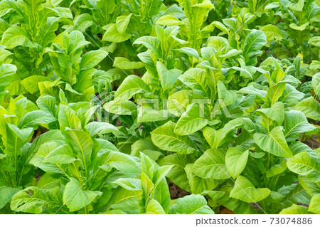 View of green tobacco plant in field at Chiang Rai,THAILAND.Tobacco plantations in Asia. View of green tobacco plant in field at Chiang Rai,THAILAND.Tobacco plantations in Asia. 73074886