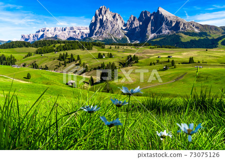 Seceda Mountains at the Dolomites, Trentino Alto Adige, Val di Funes Valley, South Tyrol in Italy, Odle Mountains in the background, Italy. Seceda Mountains at the Dolomites, Trentino Alto Adige, Val di Funes Valley, South Tyrol in Italy, Odle Mountains in the background, Italy. 73075126