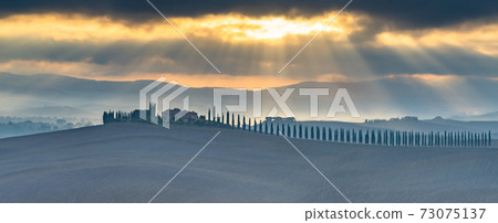Landscape in Tuscany, Italian cypress trees rows, Countryside farm, cypresses trees, green field, sun light and cloud, Siena, Tuscany, Italy, Europe. 73075137