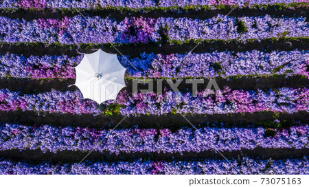 Aerial view margaret flower field with umbrella form above, Rows of Margaret or Marguerite flower, Aerial view beautiful pattern of marguerite flower bulb field, Thailand. 73075163
