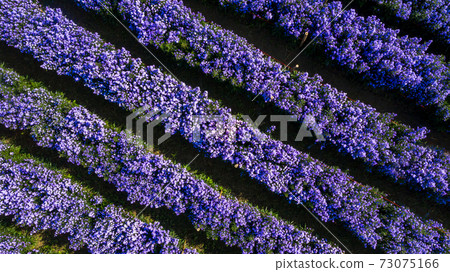 Aerial view margaret flower field form above, Rows of Margaret or Marguerite flower, Aerial view beautiful pattern of marguerite flower bulb field, Thailand. 73075166