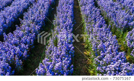 Aerial view margaret flower field form above, Rows of Margaret or Marguerite flower, Aerial view beautiful pattern of marguerite flower bulb field, Thailand. 73075167