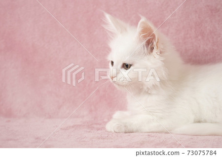 一隻白色的主要浣熊小貓的配置文件 73075784