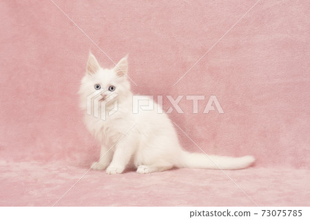 主要浣熊坐著的白色小貓 73075785
