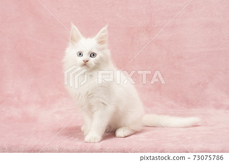 主要浣熊坐著的白色小貓 73075786