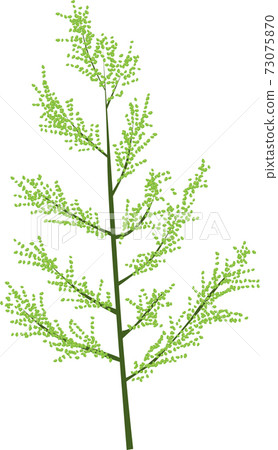 Chinese herbal medicine, Capillary wormwood 73075870