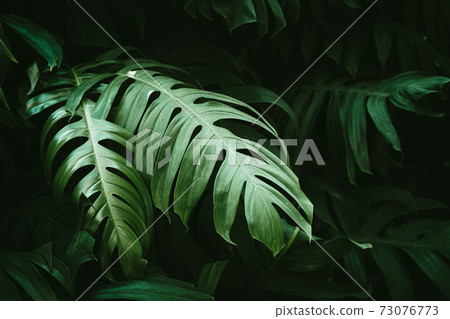 Tropical green leaves of monstera or split-leaf philodendron rainforest plant leaf. 73076773