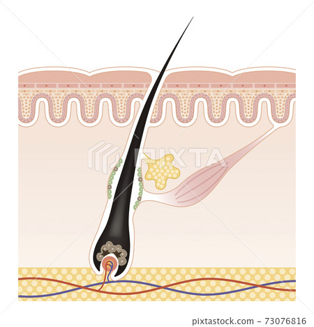 skin, scalp, female 73076816