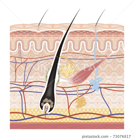 skin, cross-section diagram, vector 73076817