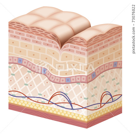 皮膚 人體皮膚 女生 73076822