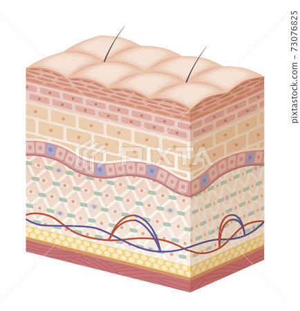skin, skinned, female 73076825