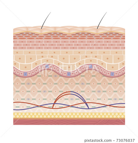 skin, skinned, vector 73076837